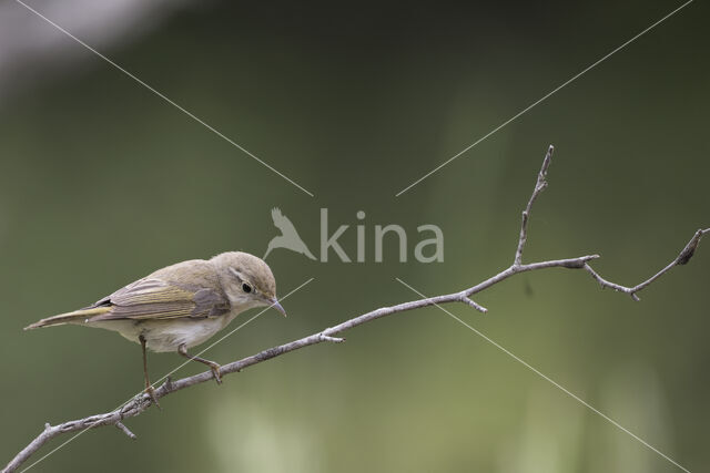 Bonelli's Warbler (Phylloscopus bonelli)