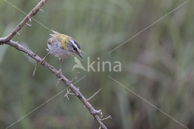 Vuurgoudhaantje (Regulus ignicapillus)