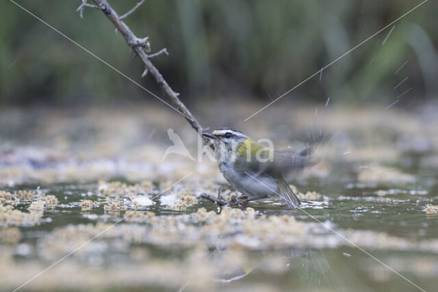 Vuurgoudhaantje (Regulus ignicapillus)