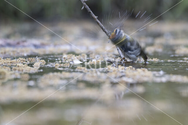 Firecrest (Regulus ignicapillus)