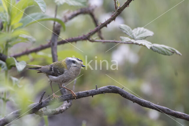 Firecrest (Regulus ignicapillus)