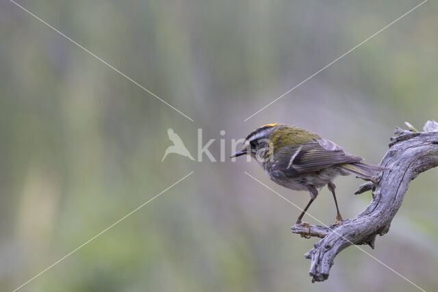 Firecrest (Regulus ignicapillus)