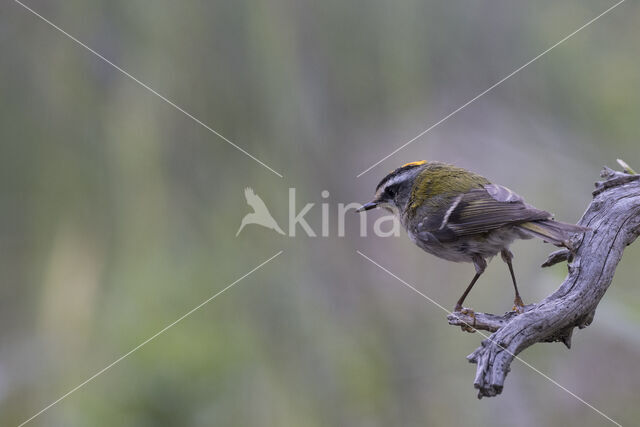 Vuurgoudhaantje (Regulus ignicapillus)