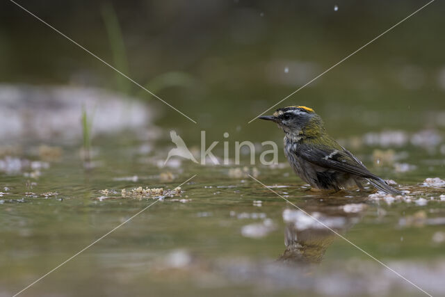 Vuurgoudhaantje (Regulus ignicapillus)