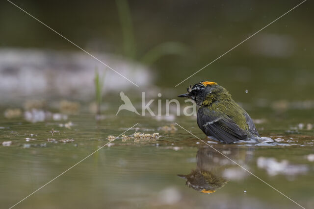 Vuurgoudhaantje (Regulus ignicapillus)