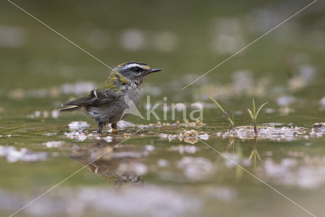 Vuurgoudhaantje (Regulus ignicapillus)