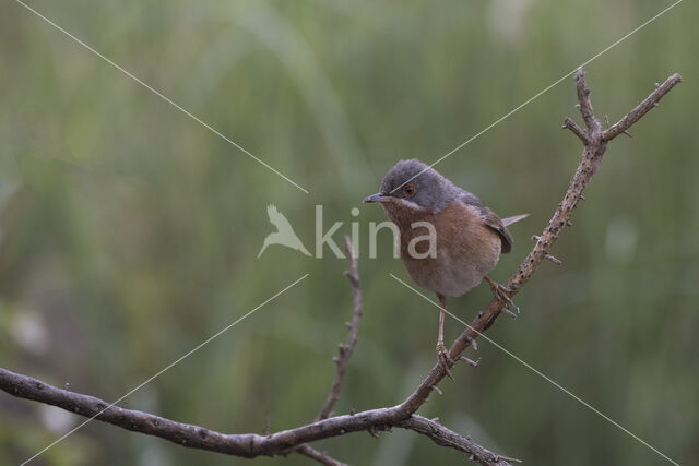 Baardgrasmus (Sylvia cantillans)