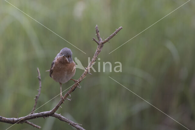 Baardgrasmus (Sylvia cantillans)