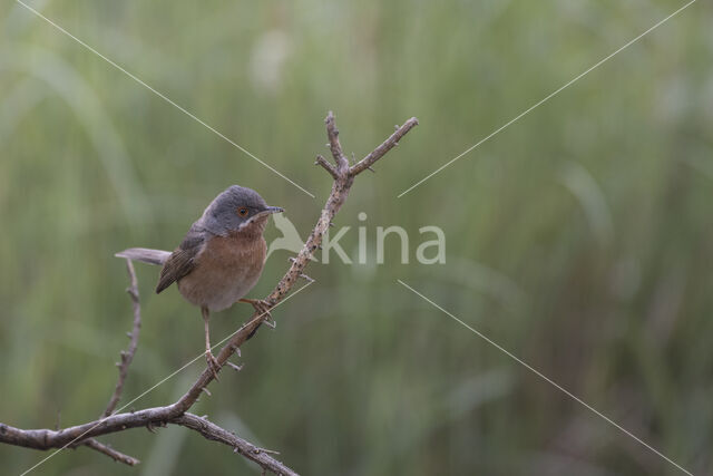 Baardgrasmus (Sylvia cantillans)