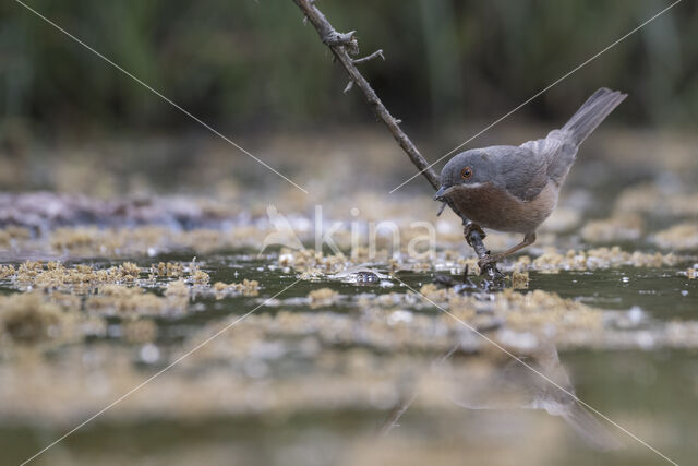 Subalpine Warbler (Sylvia cantillans)