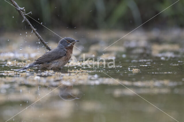 Baardgrasmus (Sylvia cantillans)