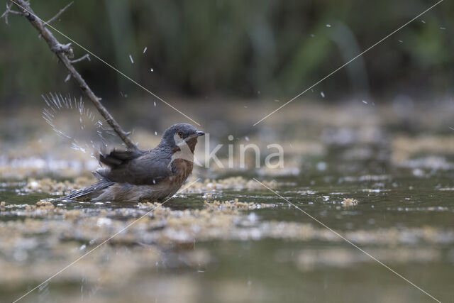 Subalpine Warbler (Sylvia cantillans)