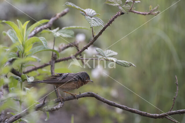 Baardgrasmus (Sylvia cantillans)