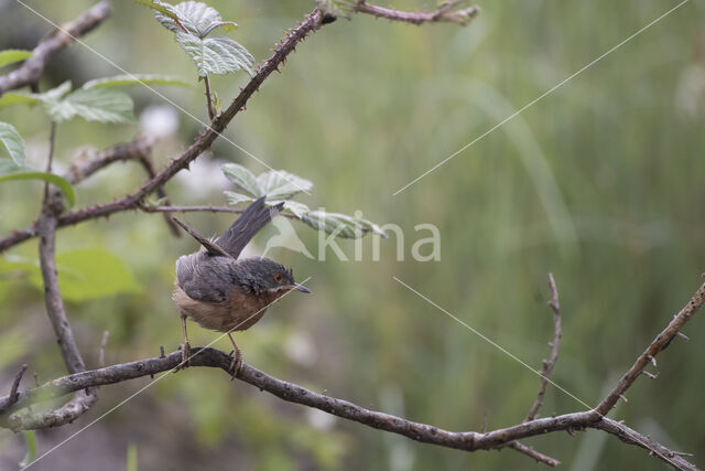 Baardgrasmus (Sylvia cantillans)