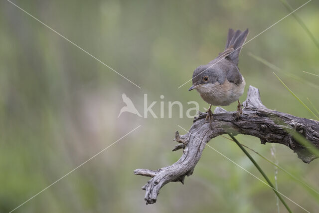 Baardgrasmus (Sylvia cantillans)