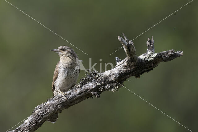 Draaihals (Jynx torquilla)