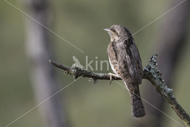 Eurasian Wryneck (Jynx torquilla)