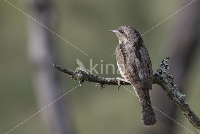 Eurasian Wryneck (Jynx torquilla)