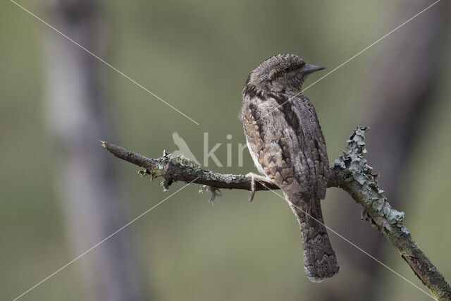 Eurasian Wryneck (Jynx torquilla)