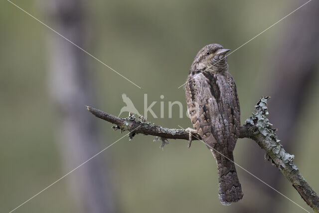 Eurasian Wryneck (Jynx torquilla)