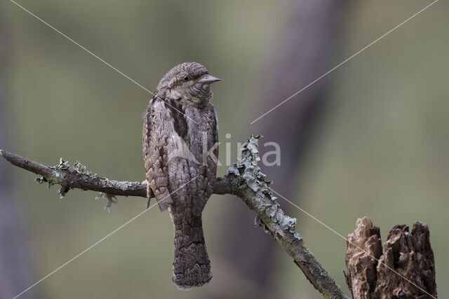 Draaihals (Jynx torquilla)