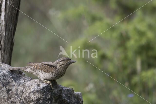 Eurasian Wryneck (Jynx torquilla)