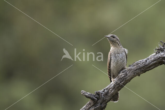 Eurasian Wryneck (Jynx torquilla)