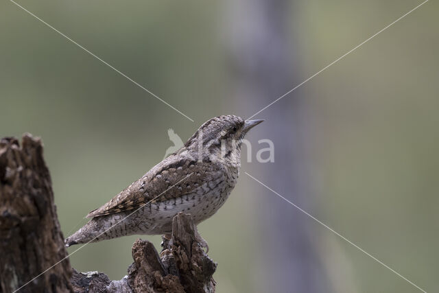 Eurasian Wryneck (Jynx torquilla)