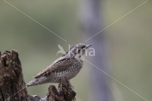 Eurasian Wryneck (Jynx torquilla)