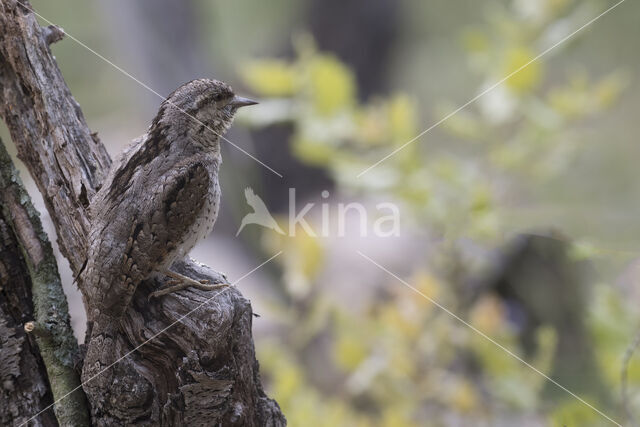 Eurasian Wryneck (Jynx torquilla)