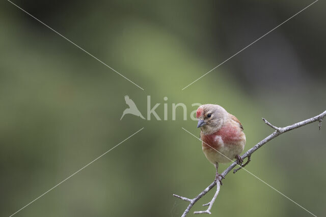 Eurasian Linnet (Carduelis cannabina)