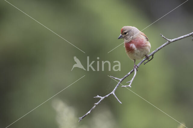 Eurasian Linnet (Carduelis cannabina)