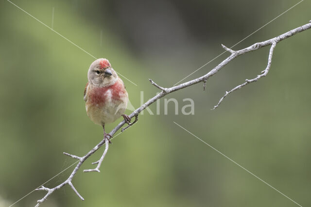 Eurasian Linnet (Carduelis cannabina)