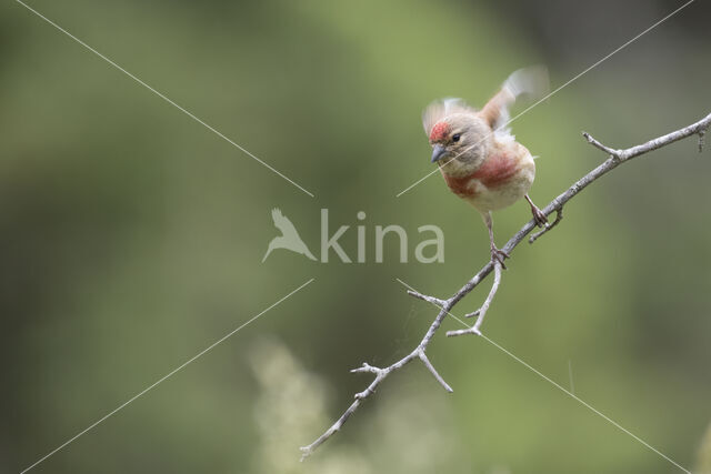 Eurasian Linnet (Carduelis cannabina)