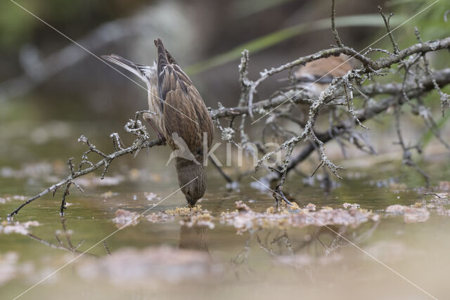 Eurasian Linnet (Carduelis cannabina)