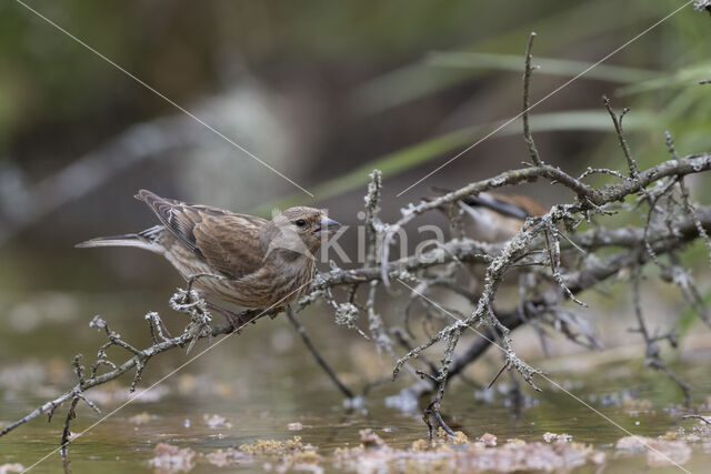 Eurasian Linnet (Carduelis cannabina)