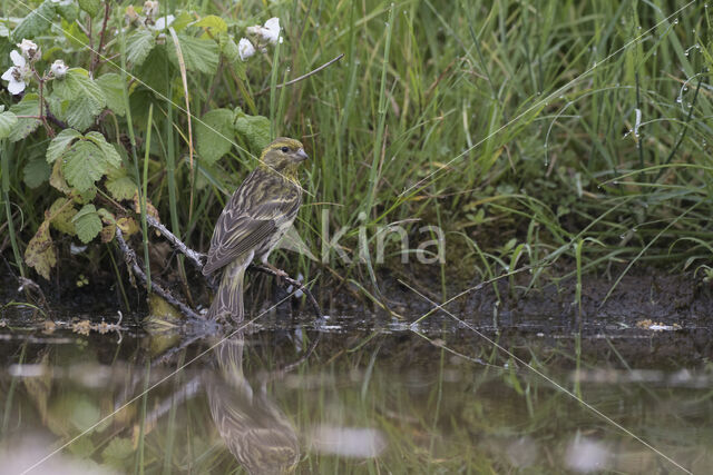 European Serin (Serinus serinus)