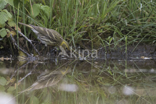 European Serin (Serinus serinus)