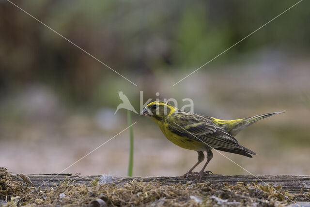 European Serin (Serinus serinus)