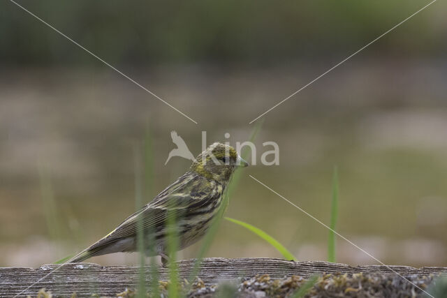 European Serin (Serinus serinus)