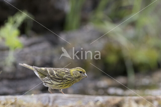 European Serin (Serinus serinus)