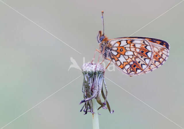 Small Pearl-Bordered Fritillary (Boloria selene)