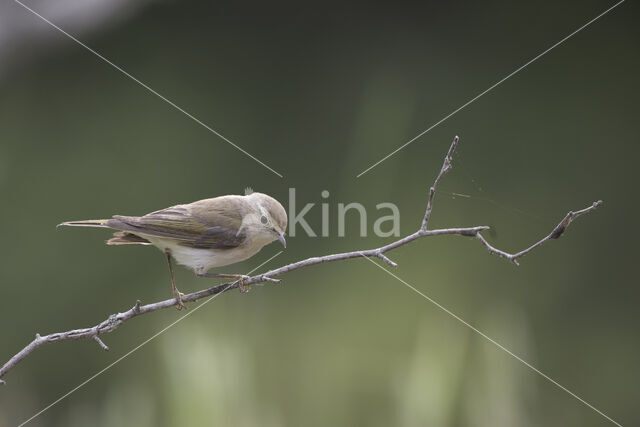 Bonelli's Warbler (Phylloscopus bonelli)