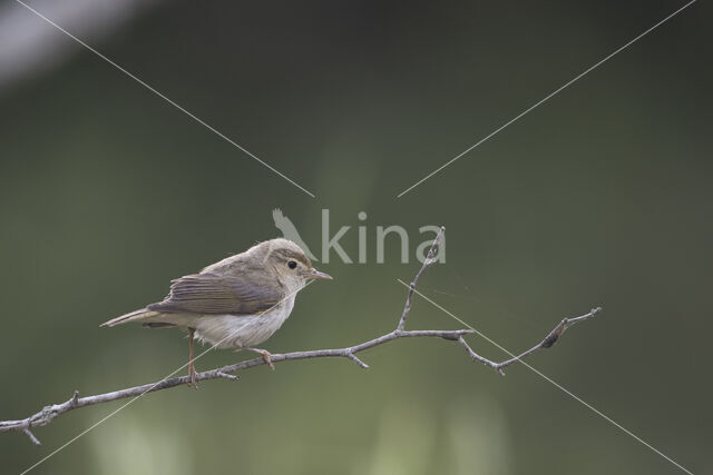 Bonelli's Warbler (Phylloscopus bonelli)