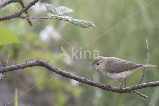 Bonelli's Warbler (Phylloscopus bonelli)