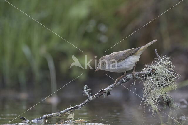 Bergfluiter (Phylloscopus bonelli)