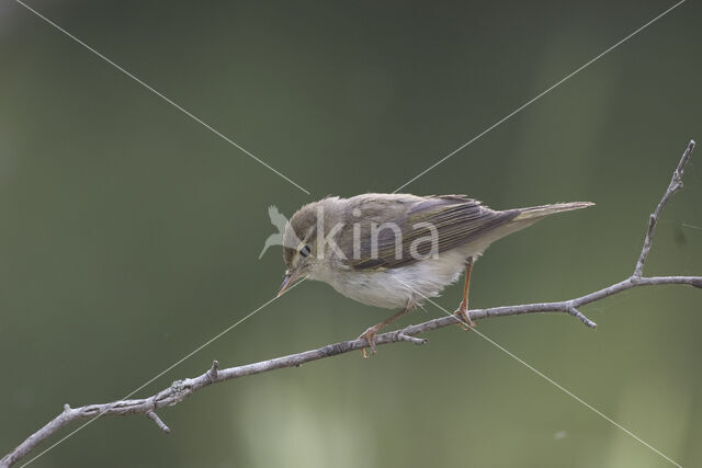 Bonelli's Warbler (Phylloscopus bonelli)