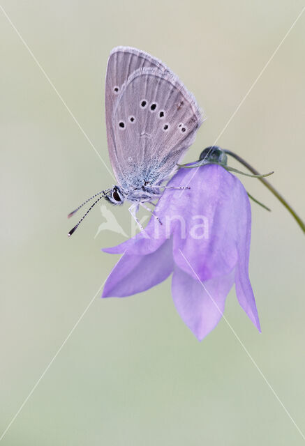 Mazarine Blue (Polyommatus semiargus)