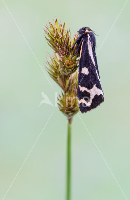 Weegbreebeer (Parasemia plantaginis)