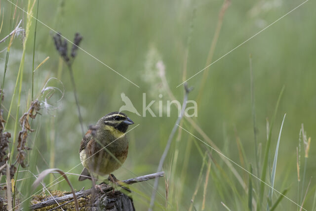 Cirl bunting (Emberiza cirlus)